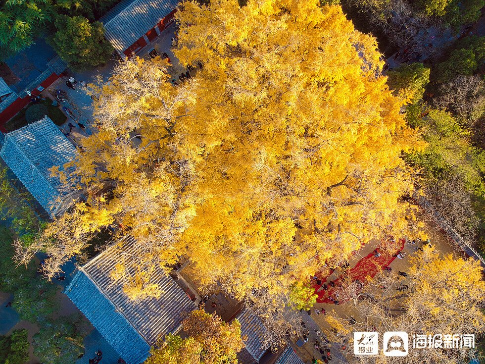 浮来千年银杏树迎最美时节 满树挂满“黄金叶”
