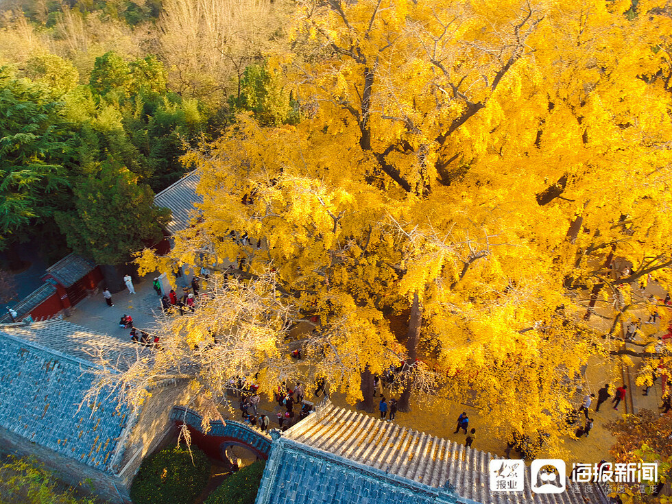 浮来千年银杏树迎最美时节 满树挂满“黄金叶”