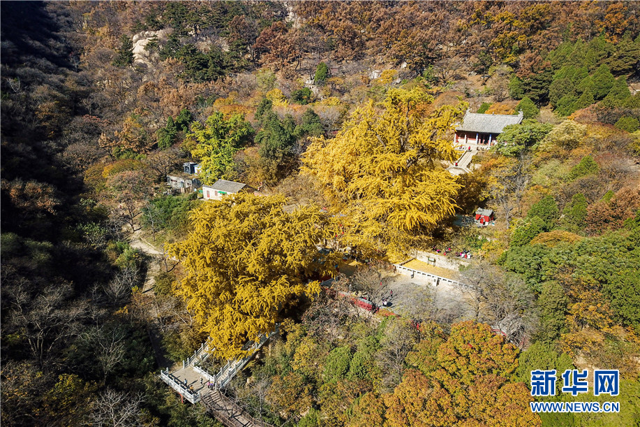 泰山玉泉寺千年銀杏落葉 宛若黃金童話世界