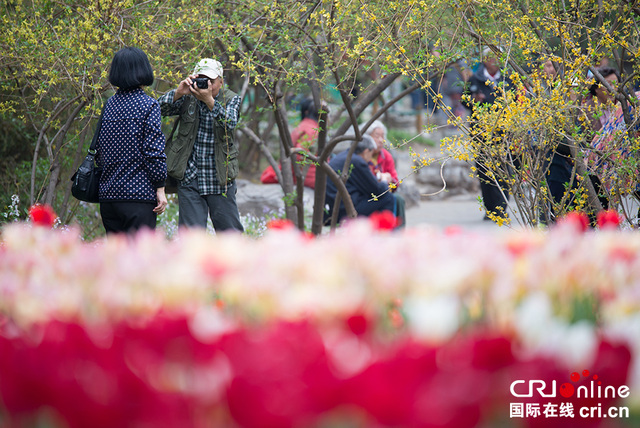 北京景山公园牡丹文化艺术节举行 游客沉醉花海