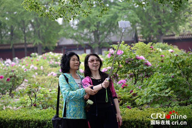 北京景山公园牡丹文化艺术节举行 游客沉醉花海