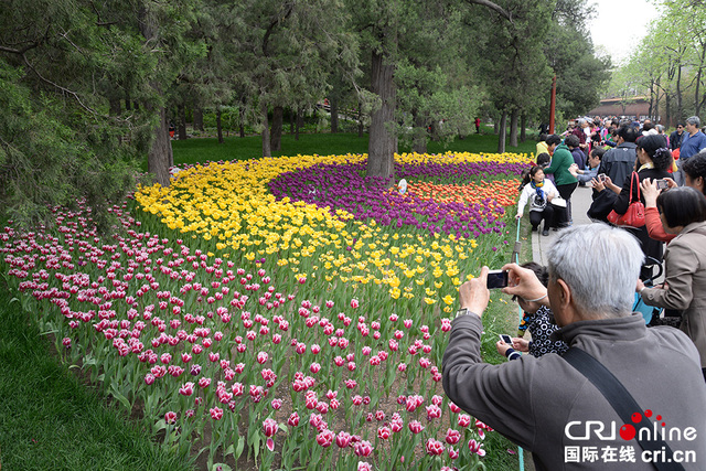 北京景山公園牡丹文化藝術節舉行 遊客沉醉花海