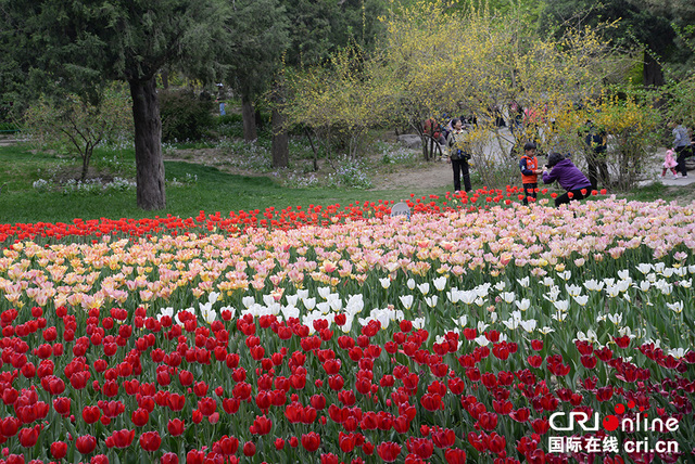北京景山公園牡丹文化藝術節舉行 遊客沉醉花海