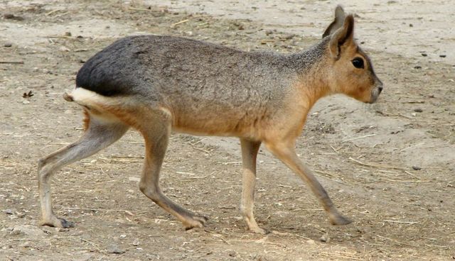 盘点自然界“长得任性”的十种奇异动物 盘点自然界“长得任性”的十种奇异动物