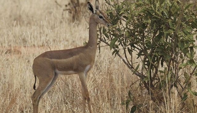 盘点自然界“长得任性”的十种奇异动物 盘点自然界“长得任性”的十种奇异动物