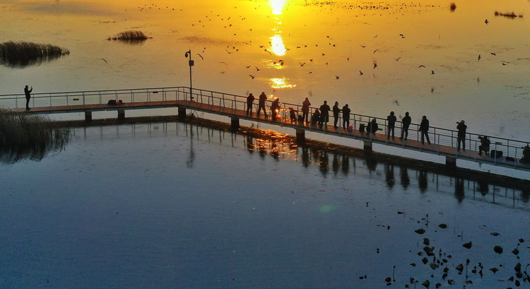 初冬,冰城現“滇池觀鳥”盛景