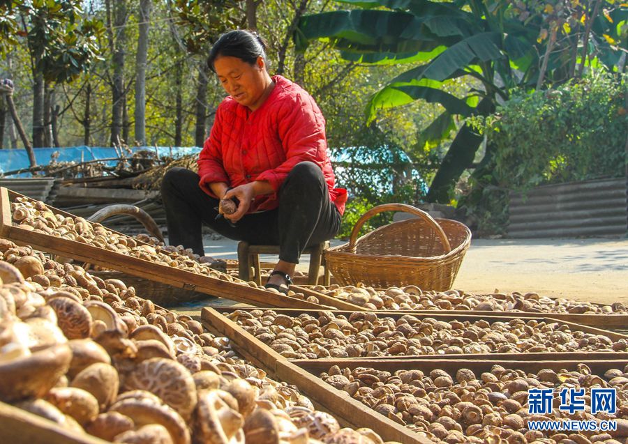南陽南召：香菇種植鋪起扶貧致富路