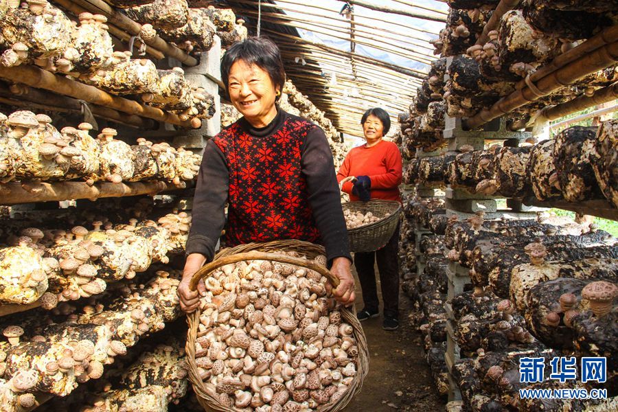 南陽南召：香菇種植鋪起扶貧致富路