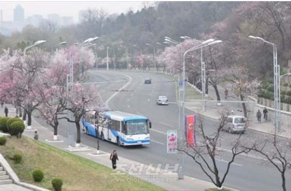 4月朝鲜春意正盛 市民赏花游园兴致浓