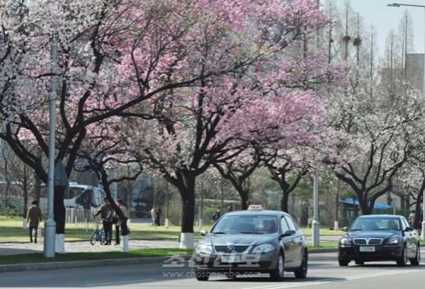 4月朝鲜春意正盛 市民赏花游园兴致浓