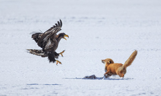 日本紅狐大戰巨鷹爭奪美味鹿骨
