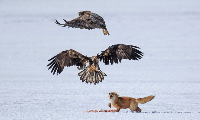 日本紅狐大戰巨鷹爭奪美味鹿骨