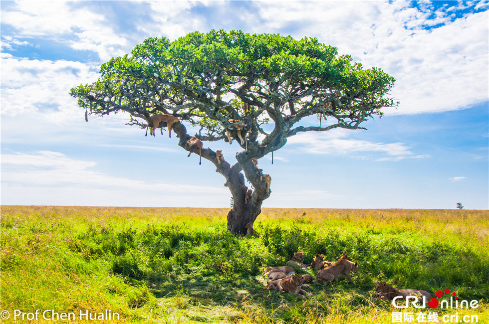 图片默认标题_fororder_【摄影作品】树上树下狮成群-陈华林