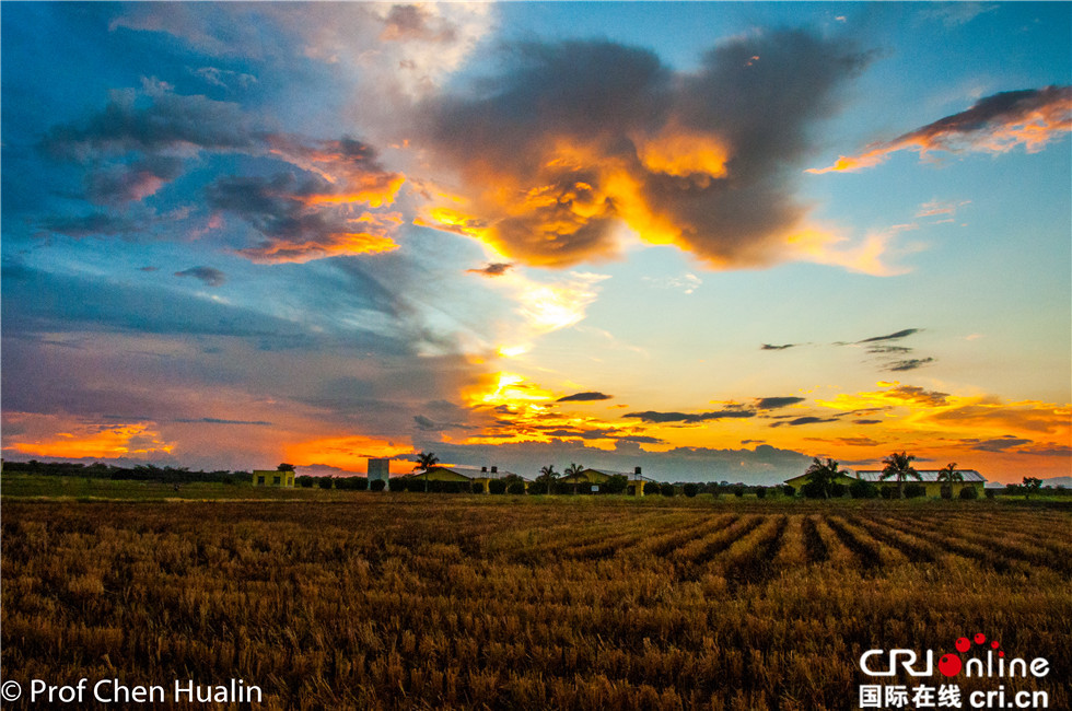 图片默认标题_fororder_【摄影作品】稻田上空晚霞云-陈华林