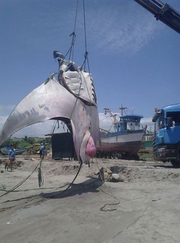 秘鲁渔民捕获1吨重巨型黄貂鱼