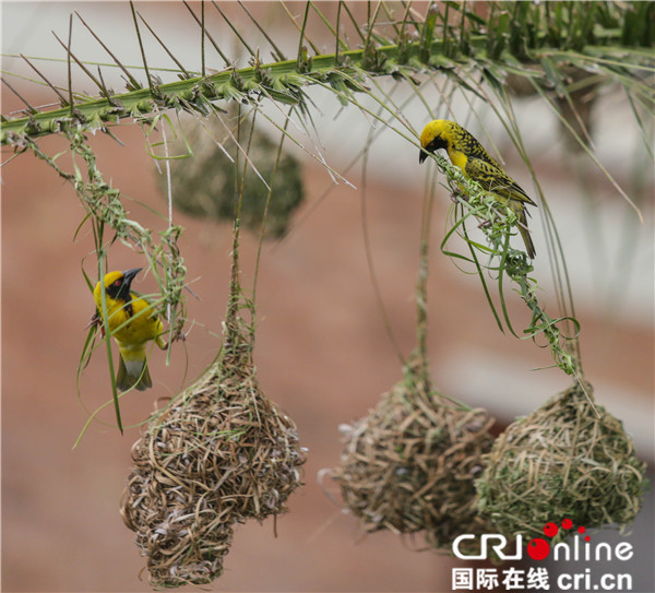 图片默认标题_fororder_【摄影作品】编织爱巢--南非黑额织巢岛3刘悦