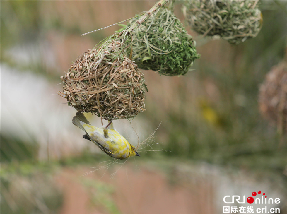 图片默认标题_fororder_【摄影作品】编织爱巢--南非黑额织巢岛1刘悦