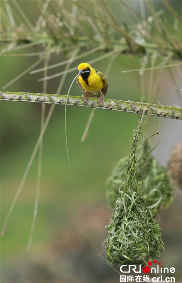 图片默认标题_fororder_【摄影作品】编织爱巢--南非黑额织巢岛4刘悦