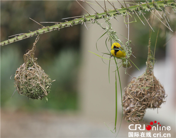 图片默认标题_fororder_【摄影作品】编织爱巢--南非黑额织巢岛2刘悦