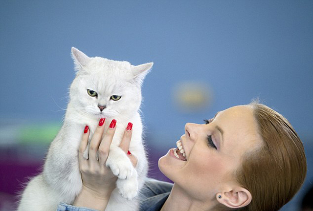 罗马尼亚举行国际猫咪展 稀有猫咪争奇斗艳