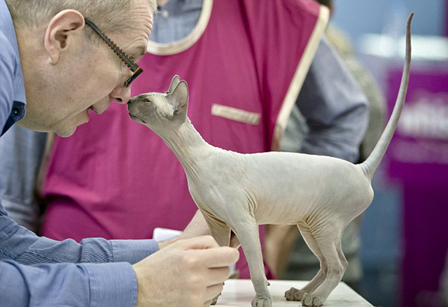 罗马尼亚举行国际猫咪展 稀有猫咪争奇斗艳