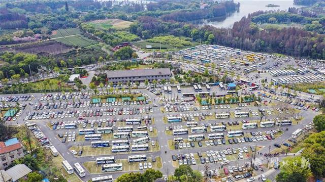 东湖樱花园5天接待游客逾20万人次 停车场一位难求