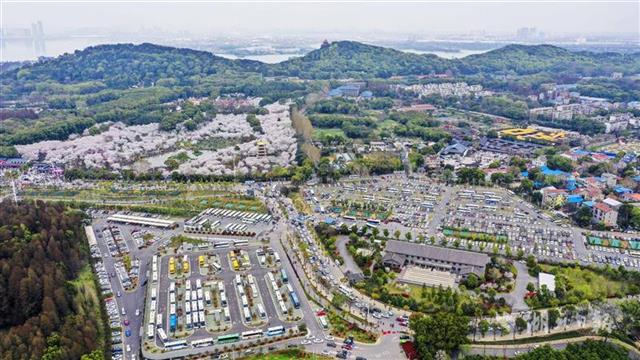 東湖櫻花園5天接待遊客逾20萬人次 停車場一位難求