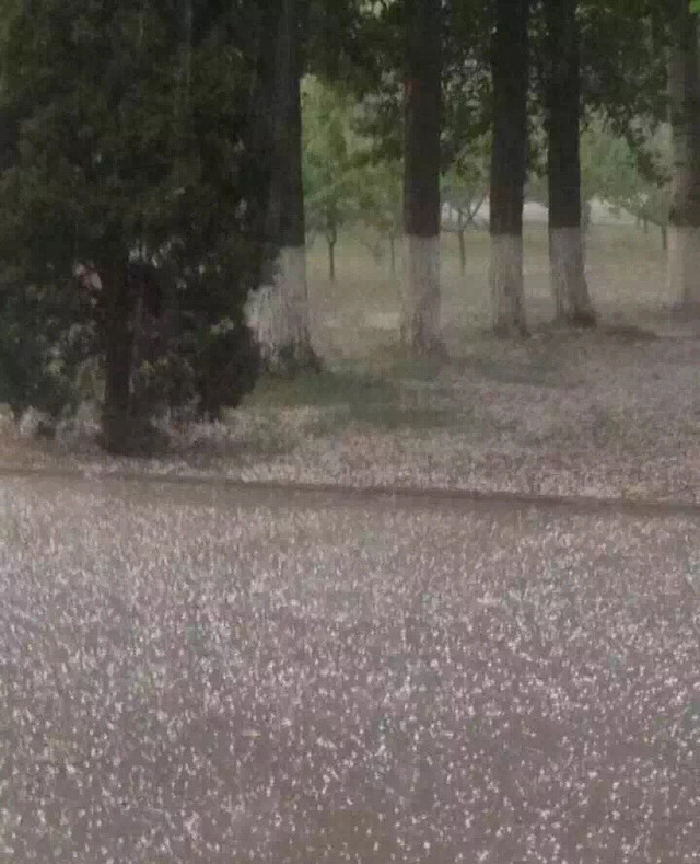 濟南迎來暴雨侵襲 大塊冰雹砸向市區