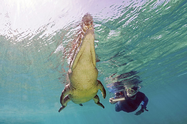 澳大利亚父子与鳄鱼同游 度最刺激假期