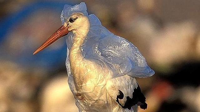 令人辛酸的照片：遭到人類“迫害”的動物們