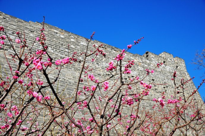 图片默认标题_fororder_明都城梅花