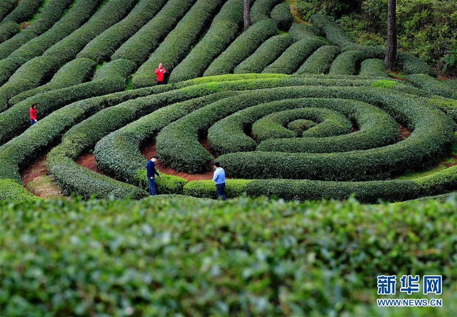 【焦点图】【南平】【移动版】【Chinanews带图】武夷山：生态茶园 静待采摘