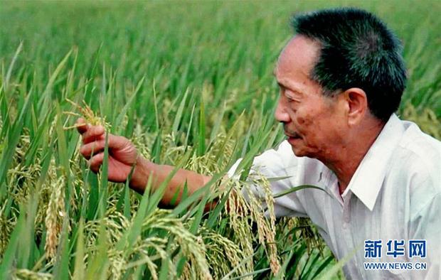 一顆稻穀的“中國貢獻”——袁隆平的追夢路