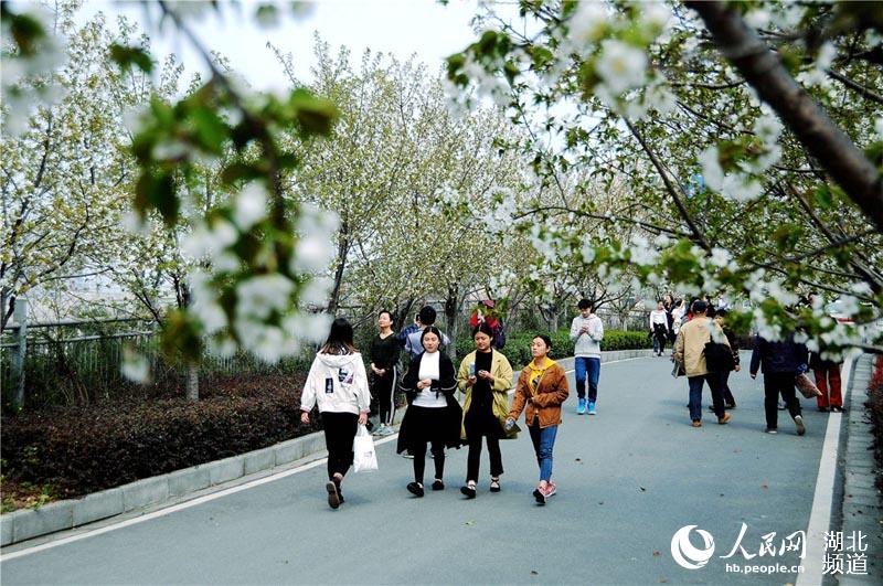 湖北十堰：櫻花如雪美景如畫