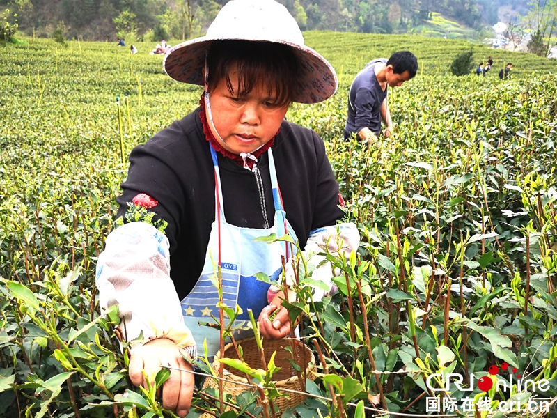 贵州紫云：荒山变茶山  增绿又富民（组图）