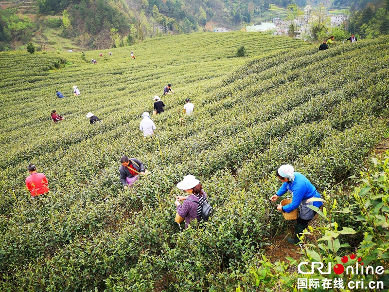 貴州紫雲：荒山變茶山  增綠又富民（組圖）