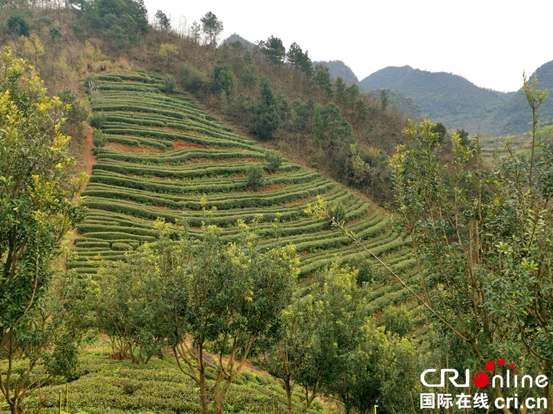 贵州紫云：荒山变茶山  增绿又富民（组图）