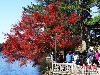 観光客を魅了する秋色に染まった江西省廬山