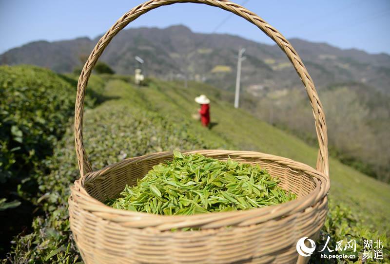 湖北保康：明前茶飄香 茶農採茶忙