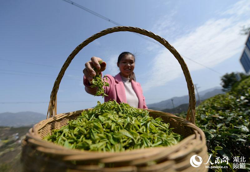 湖北保康：明前茶飄香 茶農採茶忙