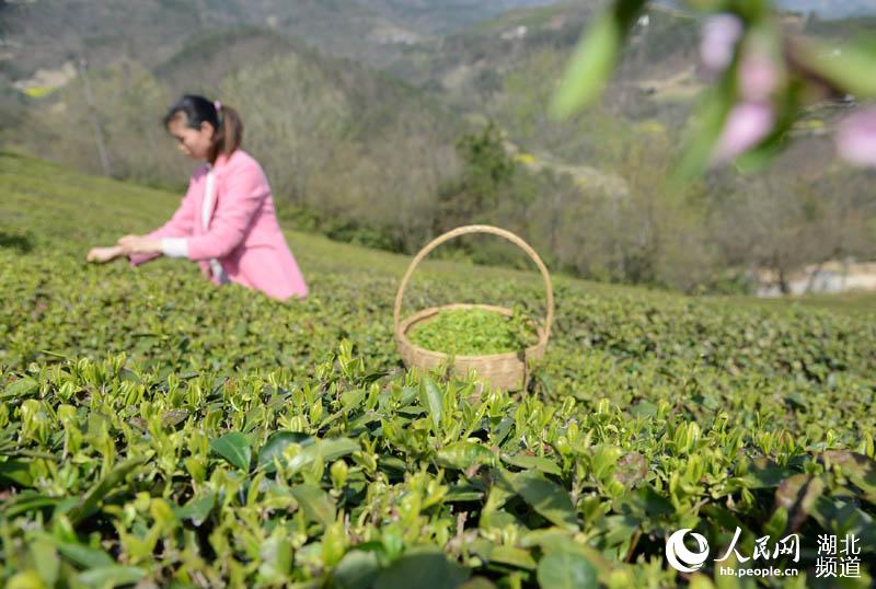 湖北保康：明前茶飄香 茶農採茶忙