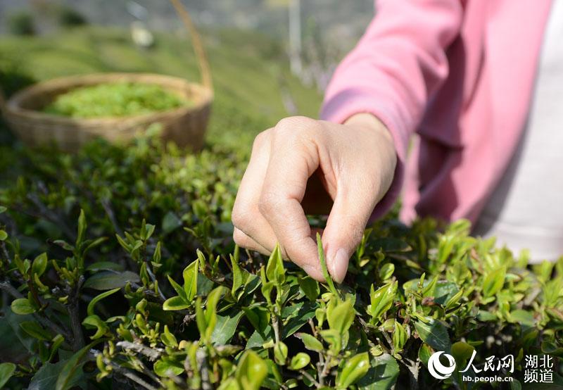 湖北保康：明前茶飘香 茶农采茶忙