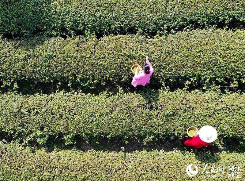 湖北保康：明前茶飄香 茶農採茶忙