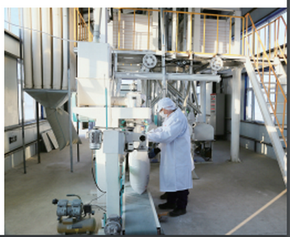 图为面粉厂工人正在生产加工面粉