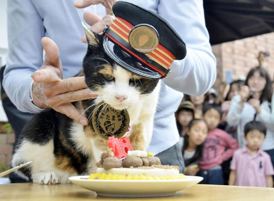 日本猫站长迎16岁“高寿” 百名粉丝共同庆生