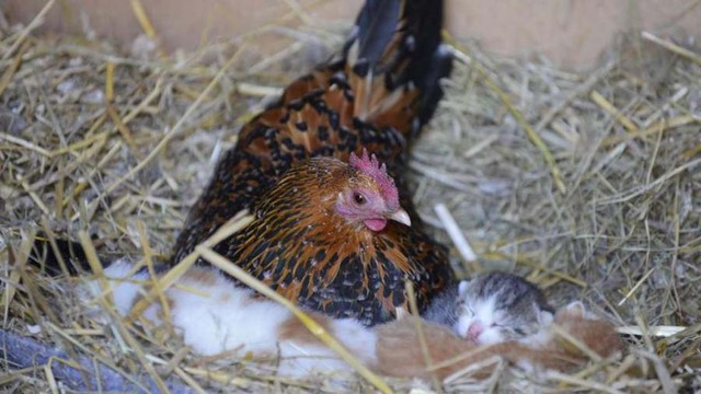 跨物种友谊：德国母鸡替猫妈妈照顾幼崽