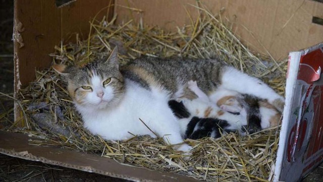 跨物种友谊：德国母鸡替猫妈妈照顾幼崽