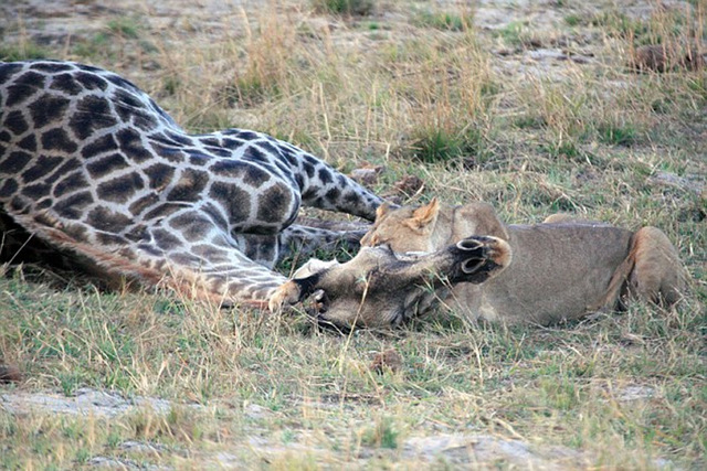 非洲母獅艱苦纏鬥撕打咬死高大長頸鹿