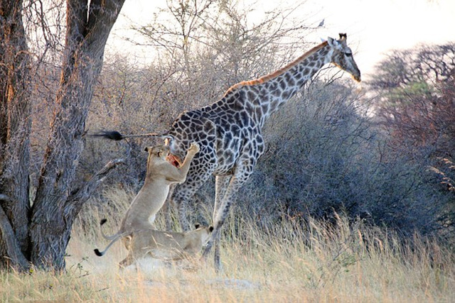 非洲母獅艱苦纏鬥撕打咬死高大長頸鹿
