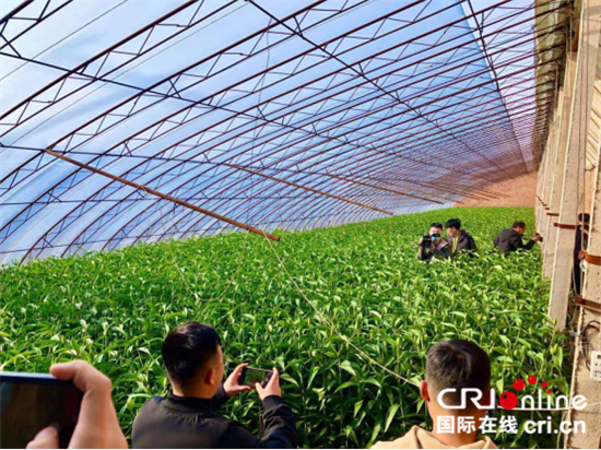 設施農業讓窮山溝變金山溝 淩源“飛地經濟”成亮點